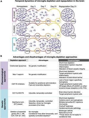 What microglia depletion approaches tell us about the role of microglia on synaptic function and behavior